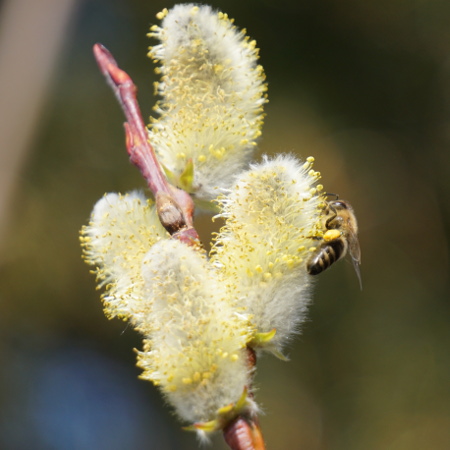Pollensammeln an der Weide