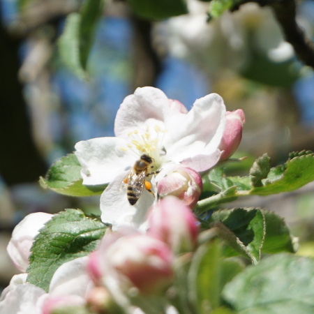 Biene auf einer Apfelblte