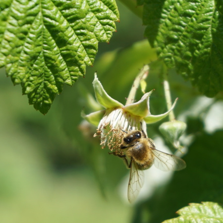 Biene auf Himbeere